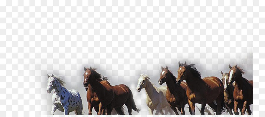 Horse Pony High-definition television Display resolution Wallpaper - Running horse pattern material png download - 819*393 - Free Transparent Horse png Download.