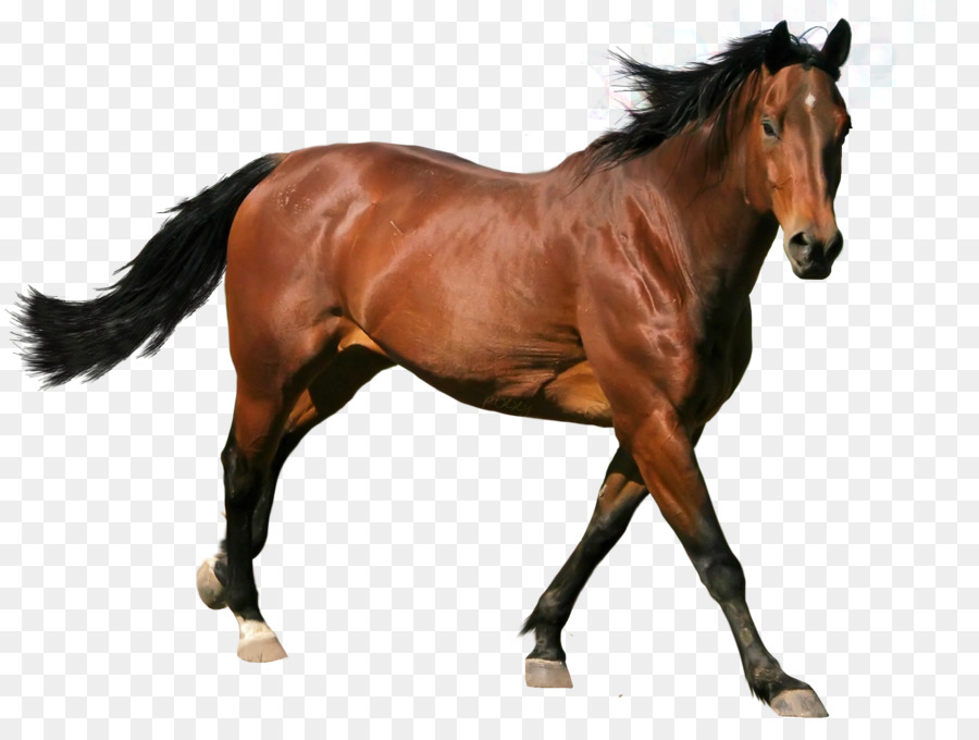Horse Stallion - Horse Vector Horse picture material,Running horse png download - 2242*1679 - Free Transparent Horse png Download.
