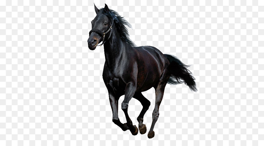 Running horse png download - 500*500 - Free Transparent Friesian Horse png Download.