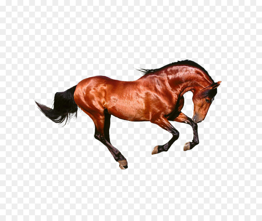 Horse Seal brown Google Images Download - Running the horse png download - 750*750 - Free Transparent Horse png Download.