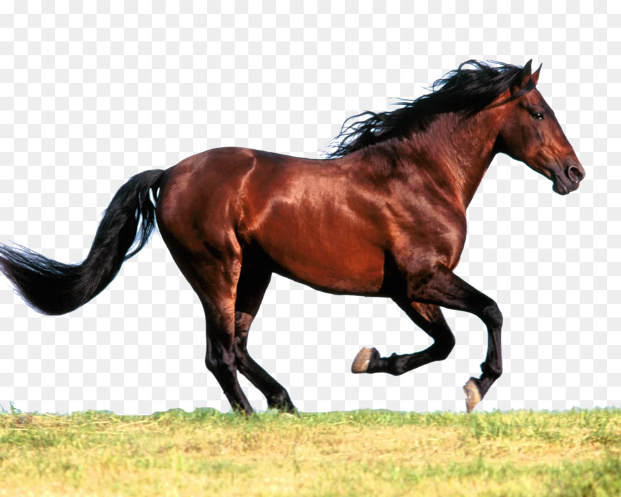 Arabian horse American Paint Horse American Quarter Horse Standing Horse Mare - horse png download - 1280*1024 - Free Transparent Arabian Horse png Download.