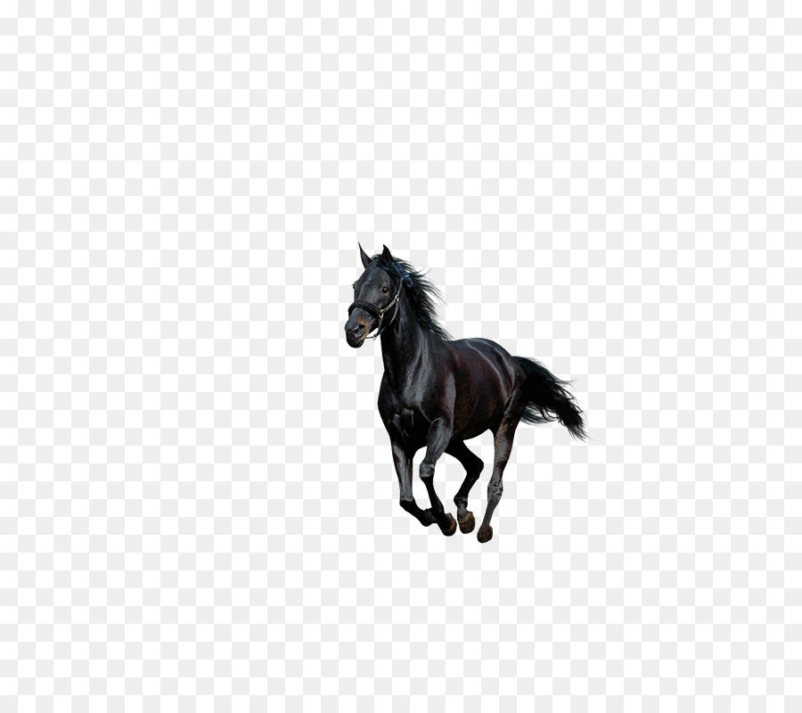American Paint Horse Howrse Black - Running horse png download - 800*800 - Free Transparent American Paint Horse png Download.
