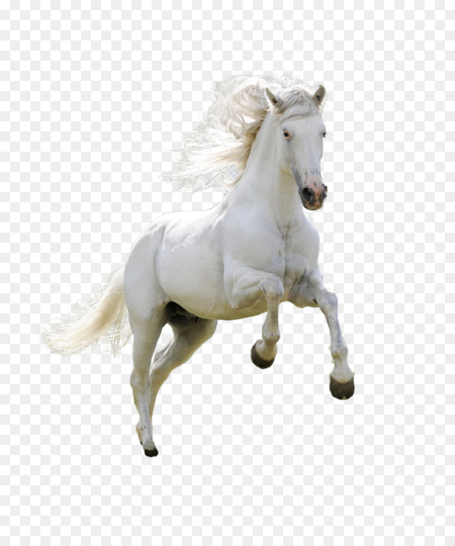 Horse Download Wallpaper - Product physical running horse png download - 1128*1332 - Free Transparent Horse png Download.