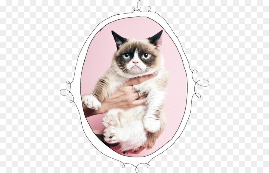Grumpy Cat Kitten Cat Food Cats and the Internet - Cat png download - 500*580 - Free Transparent  png Download.