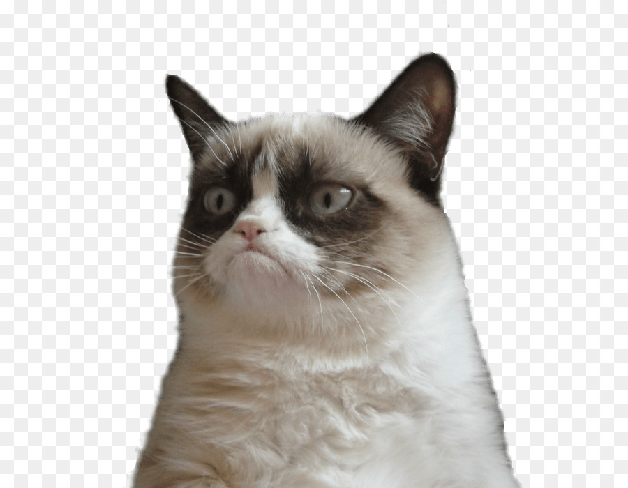 Grumpy Cat Snowshoe cat Clip art - cats png download - 800*700 - Free Transparent Grumpy Cat png Download.