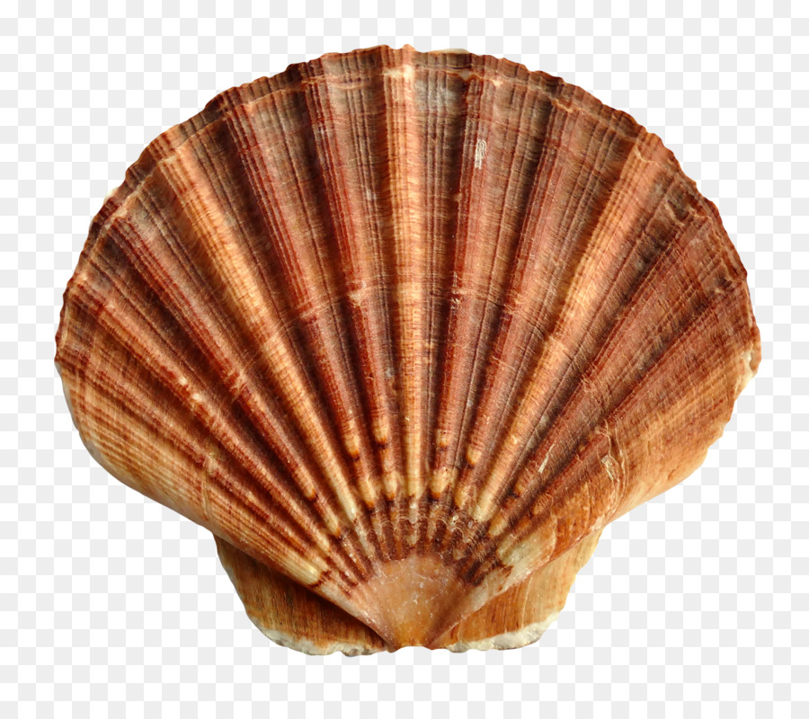 Seashell Scallop - Sea Shell png download - 1250*1100 - Free Transparent Cockle png Download.