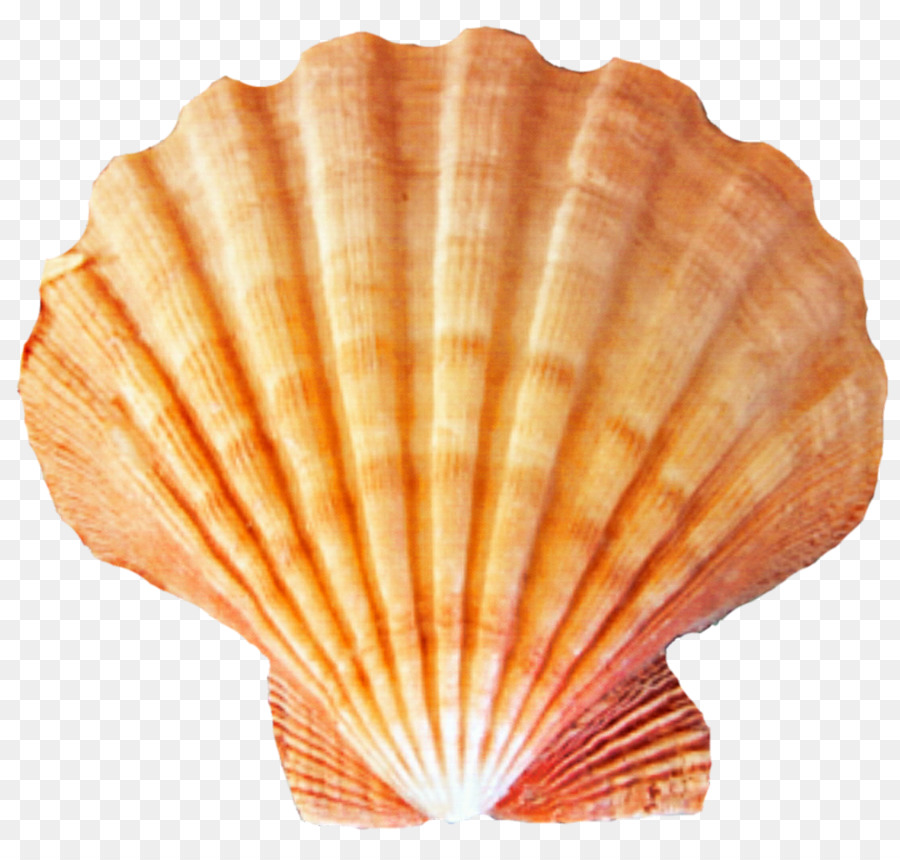 Seashell Desktop Wallpaper Clip art - Shell png download - 1024*962 - Free Transparent Seashell png Download.