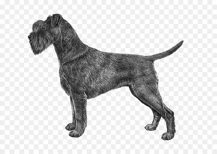 Boxer Vizsla Maltese dog Drawing - others png download - 800*633 - Free Transparent Boxer png Download.