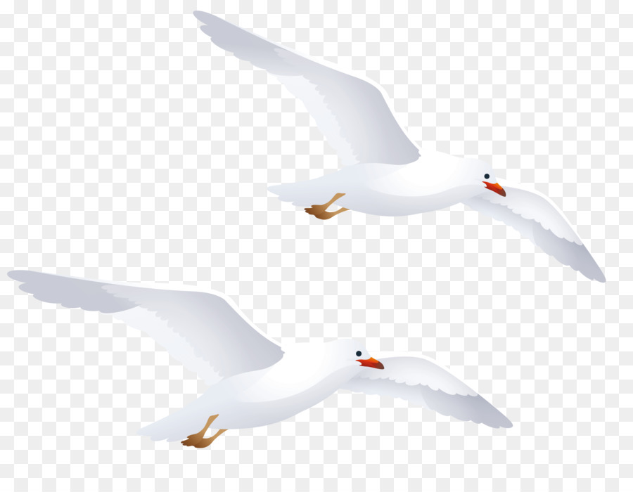 Water bird European Herring Gull Gulls Goose - seagull png download - 4121*3159 - Free Transparent Bird png Download.