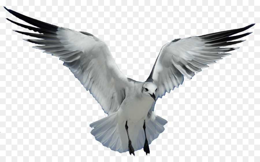 Gulls Bird Clip art - seagull png download - 900*556 - Free Transparent Gulls png Download.