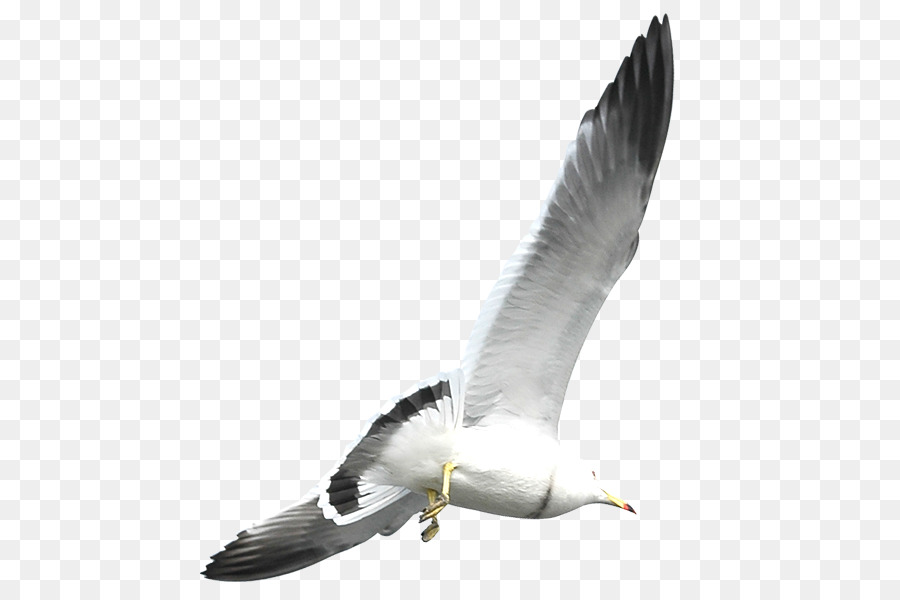 European Herring Gull Flight Bird Common gull - Flying seagulls png download - 500*591 - Free Transparent European Herring Gull png Download.