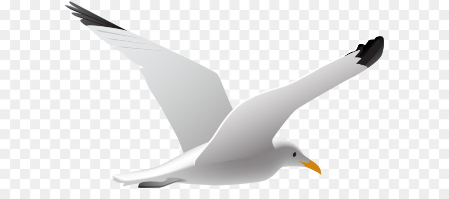 Gulls Bird Clip art - Seagull PNG Clip Art Image png download - 8000*4687 - Free Transparent Gulls png Download.