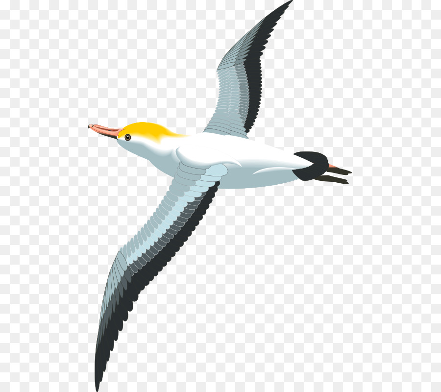 Gulls Bird Clip art - seagulls flying png download - 539*800 - Free Transparent Gulls png Download.