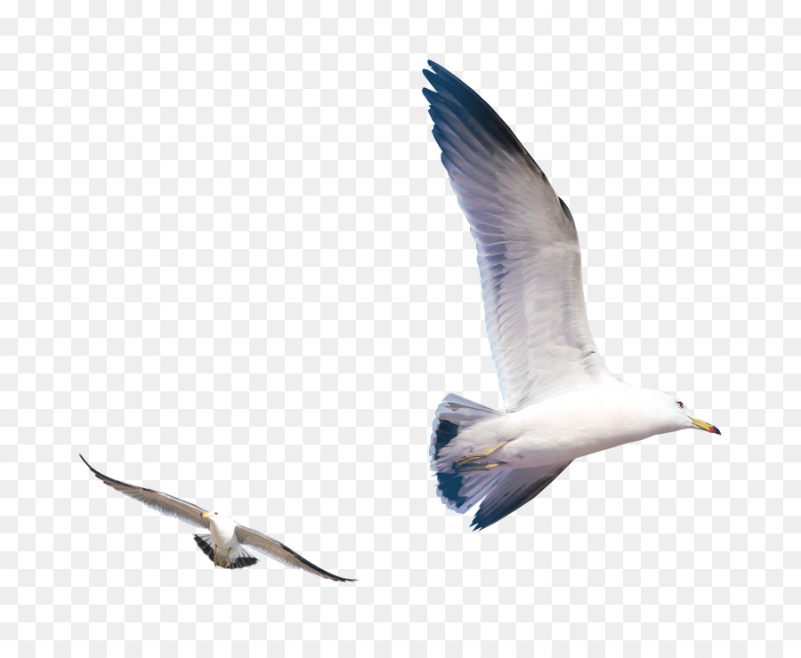 Gulls Bird - Flying seagull png download - 723*723 - Free Transparent Gulls png Download.