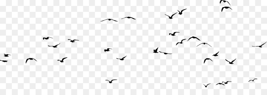 Bird Gulls Silhouette Clip art - flock of birds png download - 2241*748 - Free Transparent Bird png Download.