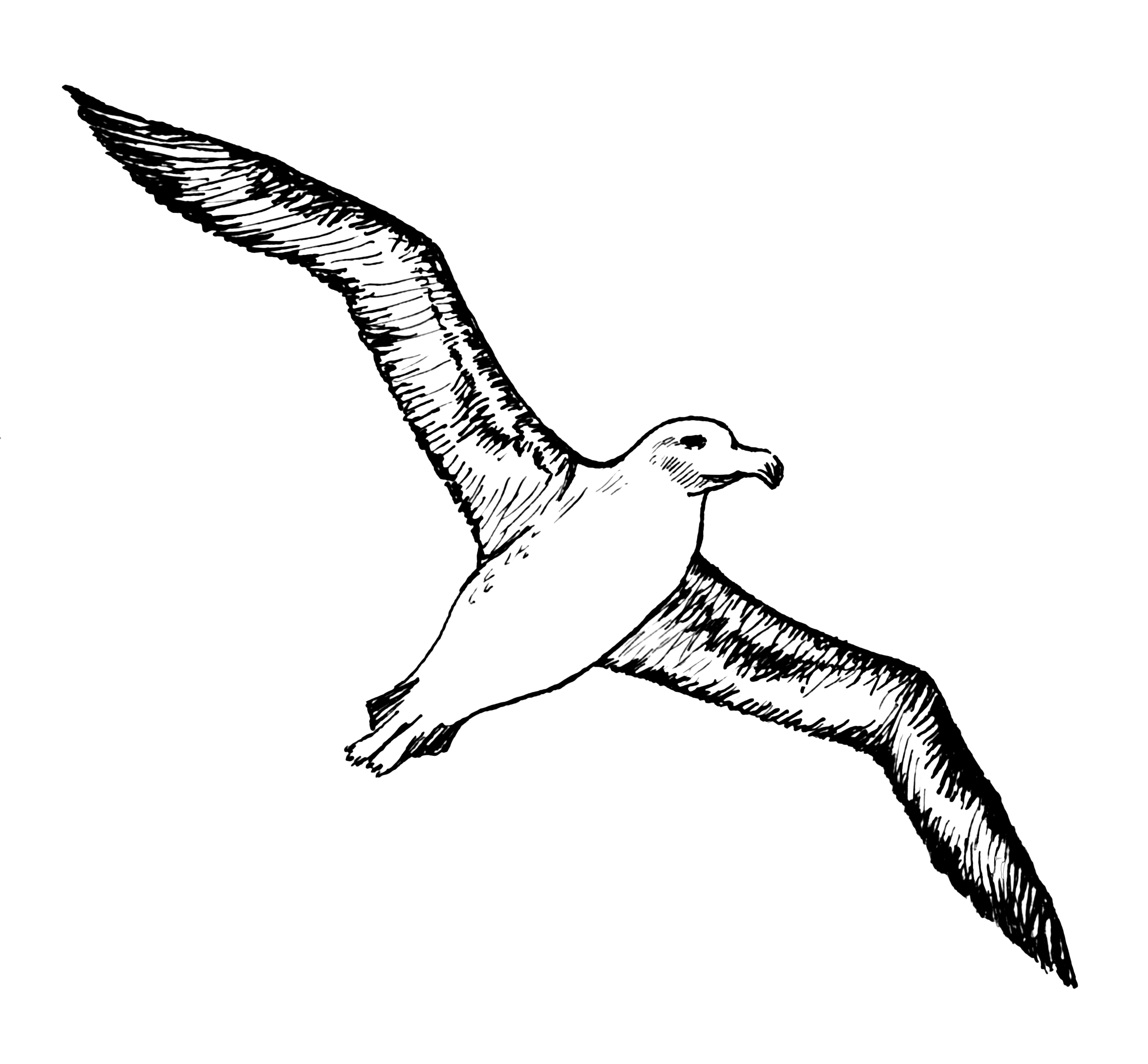 Bird Albatross Tattoo Gulls - Albatross PNG Image png download - 3163*2932 - Free Transparent Bird png Download. - Clip Art Library