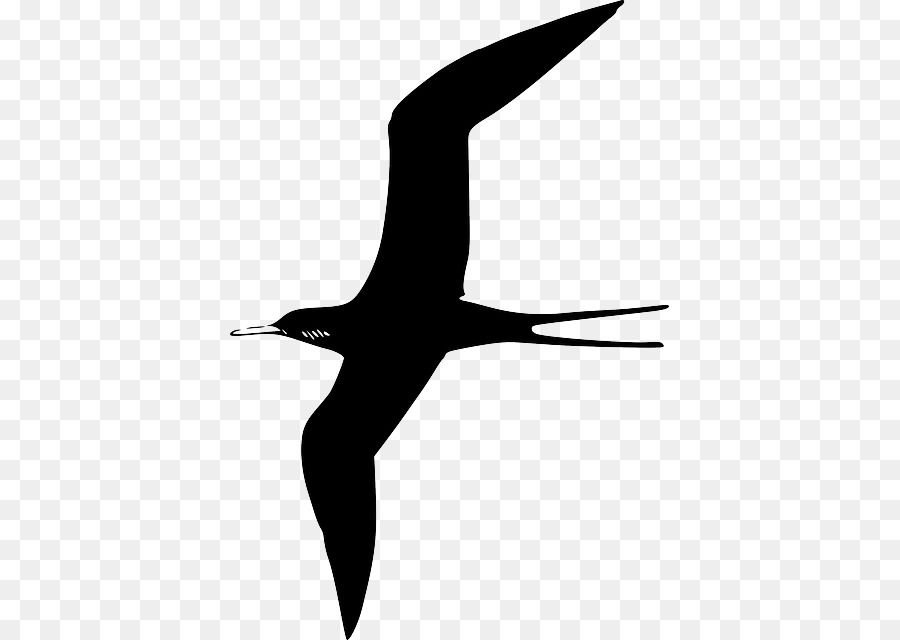 Frigatebird Gulls Clip art Vector graphics - seagull gliding png download - 439*640 - Free Transparent Bird png Download.