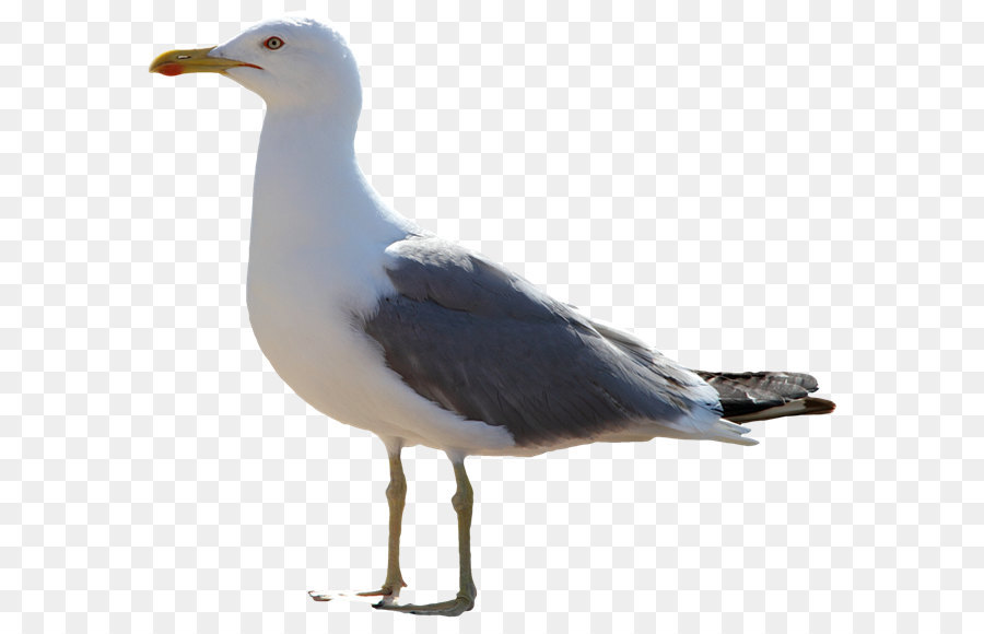 The Seagull Icon - Gull PNG png download - 650*573 - Free Transparent European Herring Gull png Download.