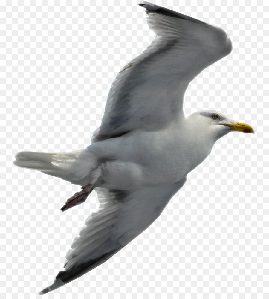Gulls Bird Desktop Wallpaper Clip art - seagull png download - 810*987 - Free Transparent Gulls png Download.