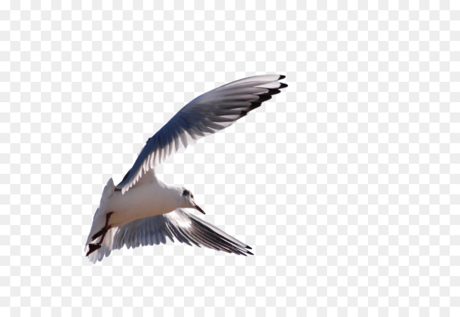 Gulls Wader Fauna Beak Feather - flying seagull png download - 2501*1677 - Free Transparent Gulls png Download.