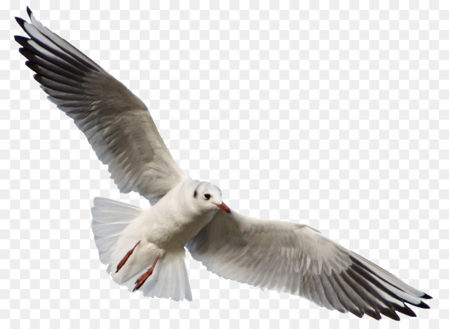 Bird Gulls DeviantArt Photography - seagull png download - 2229*1617 - Free Transparent Bird png Download.