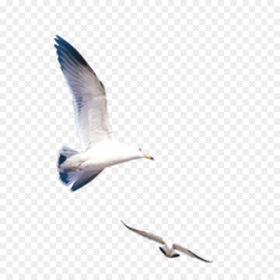 Icon - Seagull png download - 1000*1000 - Free Transparent Gulls png Download.