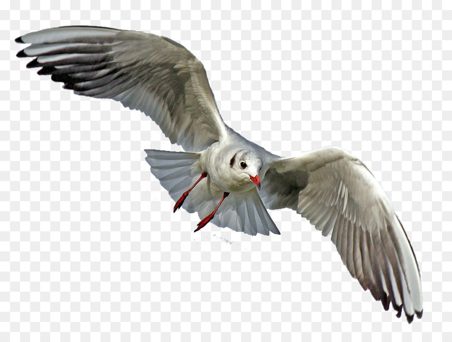 Gulls Seabird Goose Pelican - seagull png download - 930*693 - Free Transparent Gulls png Download.