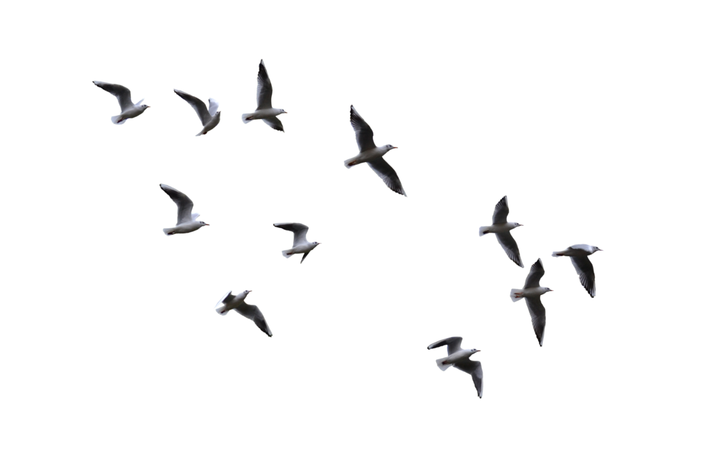 LE COSMOS [amitiés] (3/6) Seagulls-silhouette-18