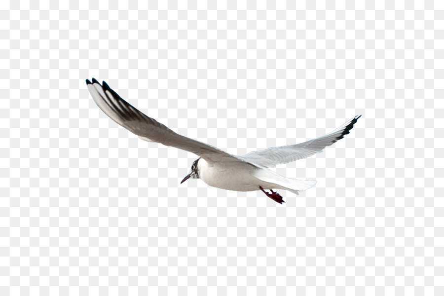 Gulls Bird - seagulls png download - 600*590 - Free Transparent Gulls png Download.