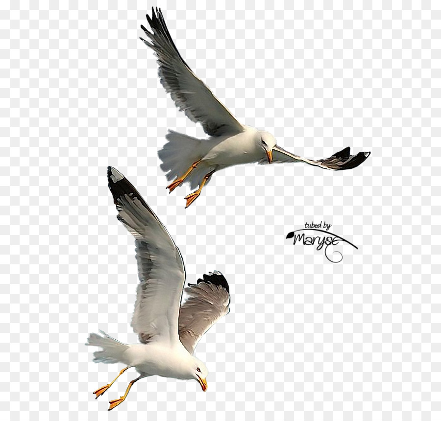 Bird Photography Gulls - seagulls flying png download - 663*854 - Free Transparent Bird png Download.