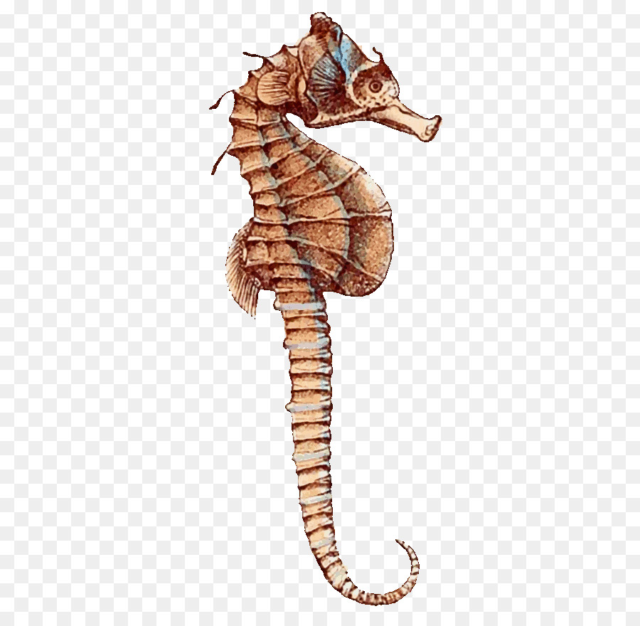 Seahorse Transparent Background