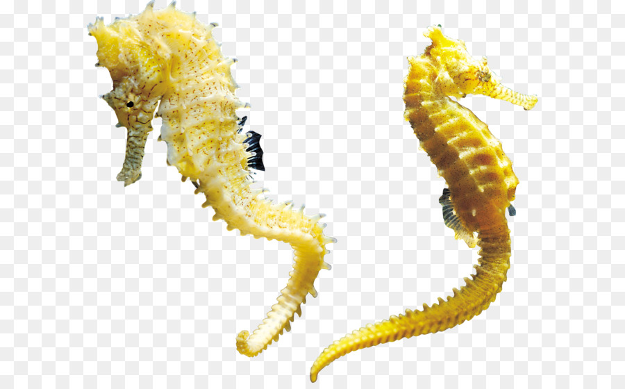 Seahorse - Seahorse PNG png download - 2789*2363 - Free Transparent Hippocampus png Download.
