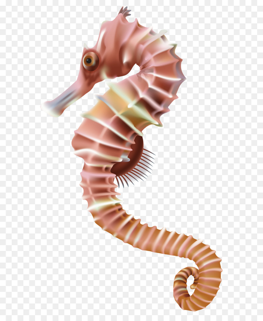 Seahorse Leafy seadragon Clip art - Seahorse PNG Transparent Clip Art Image png download - 4775*8000 - Free Transparent  Seahorse png Download.