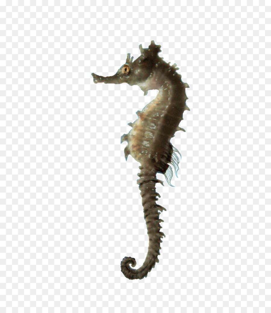 Seahorse Computer Icons Clip art - Images Download Seahorse Png Free png download - 564*1024 - Free Transparent  Seahorse png Download.