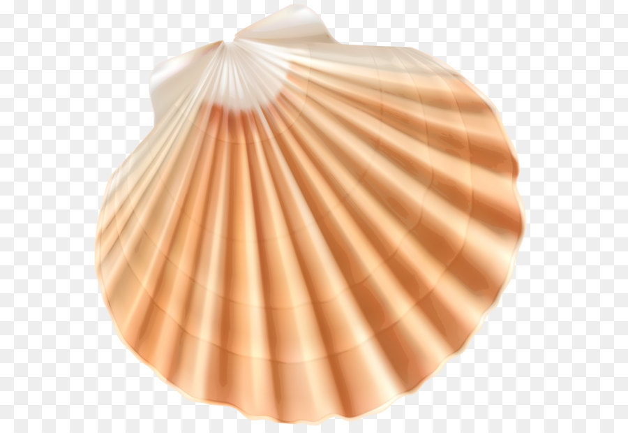 Seashell Clam Clip art - Sea Shell PNG Clipart Image png download - 3000*2829 - Free Transparent Clam png Download.