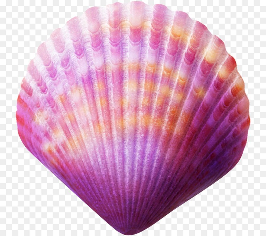 Seashell Purple Clip art - seashell png download - 800*799 - Free Transparent Seashell png Download.