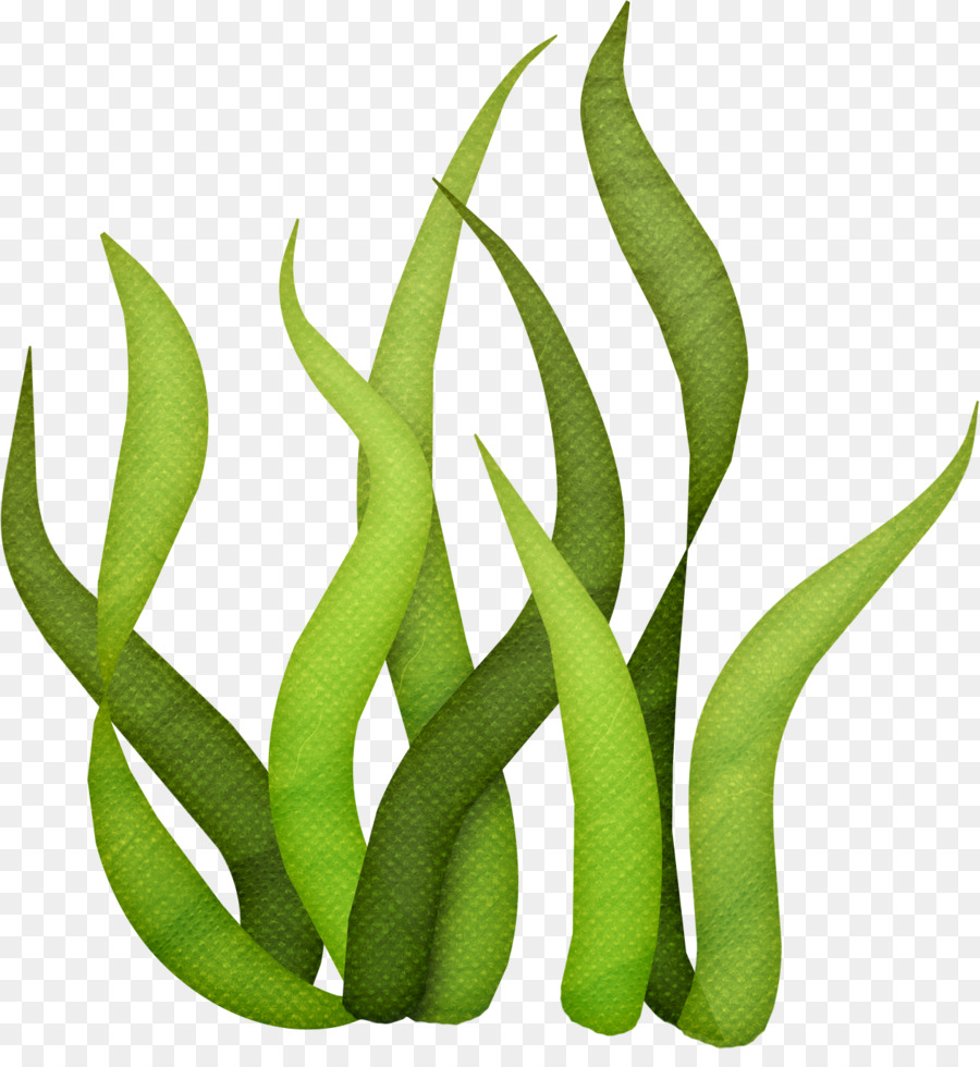 Seaweed Drawing Clip art - under sea png download - 1261*1351 - Free Transparent Seaweed png Download.