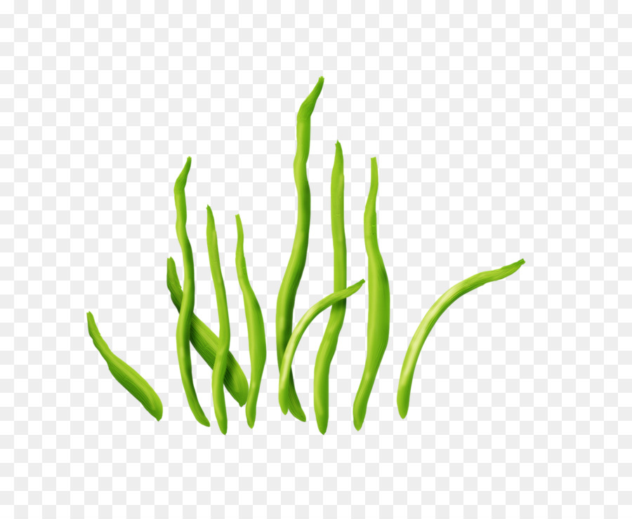 Seaweed Aquatic Plants Clip art - seaweed png download - 1314*1080 - Free Transparent Seaweed png Download.