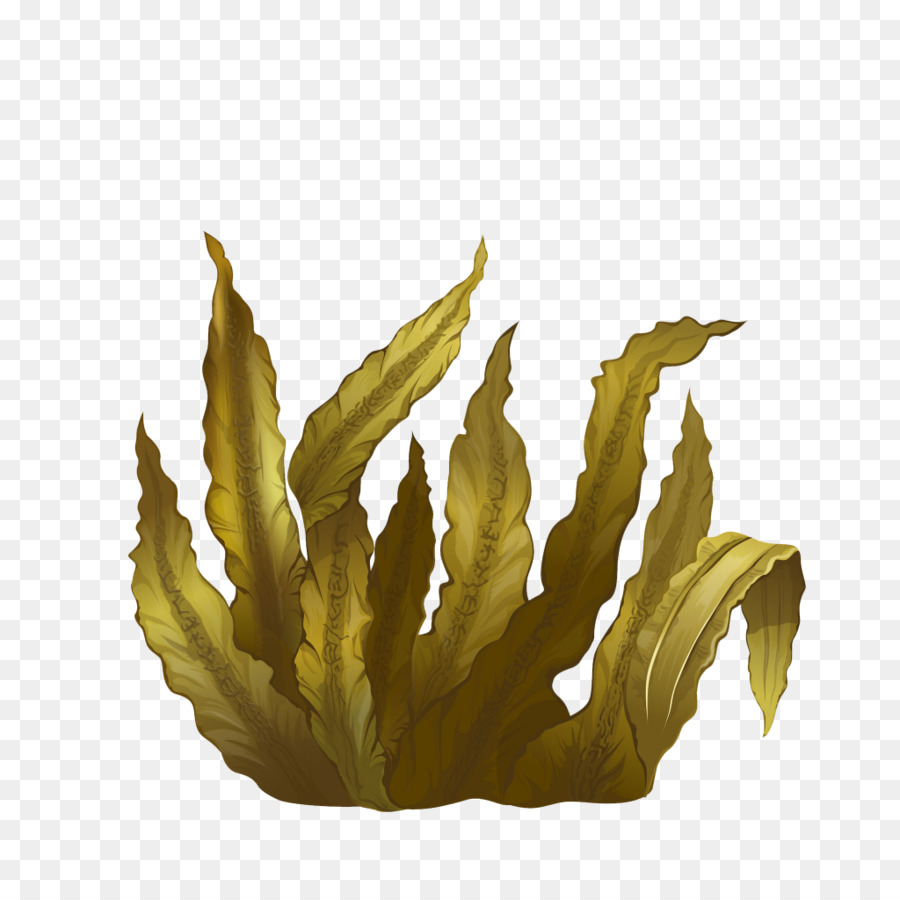 Kelp Seaweed Algae Deep-sea tangles - sea png download - 1024*1024 - Free Transparent Kelp png Download.
