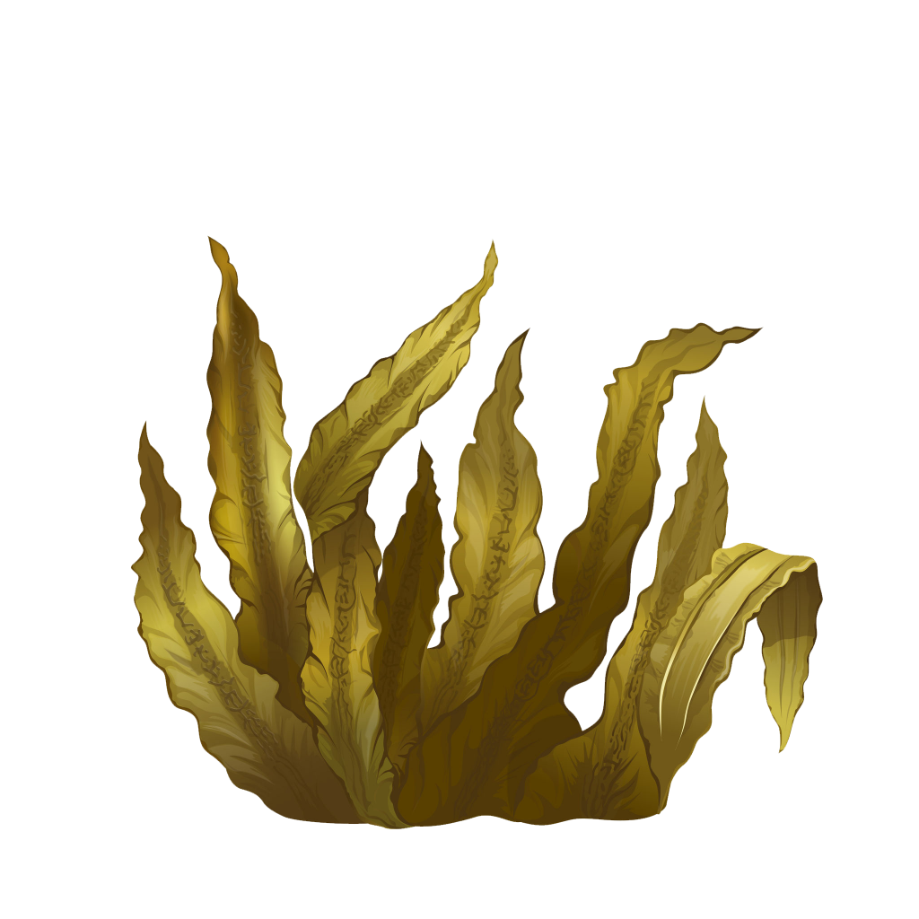 Seaweeds Clipart Png Images Seaweed Seaweed Clipart Grass Png Image Images