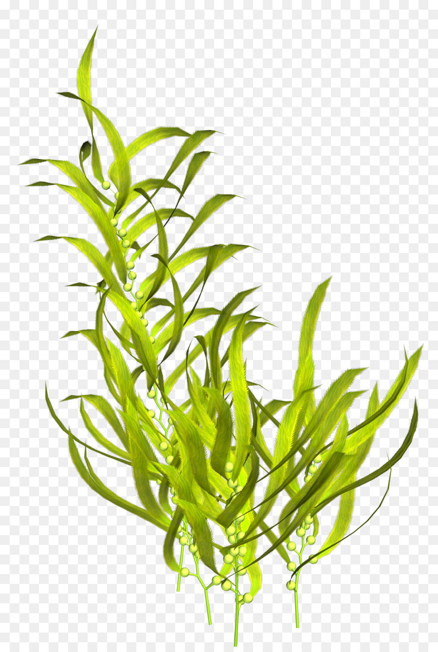 Seaweed Aquatic Plants Clip art - coral png download - 1385*2045 - Free Transparent Seaweed png Download.