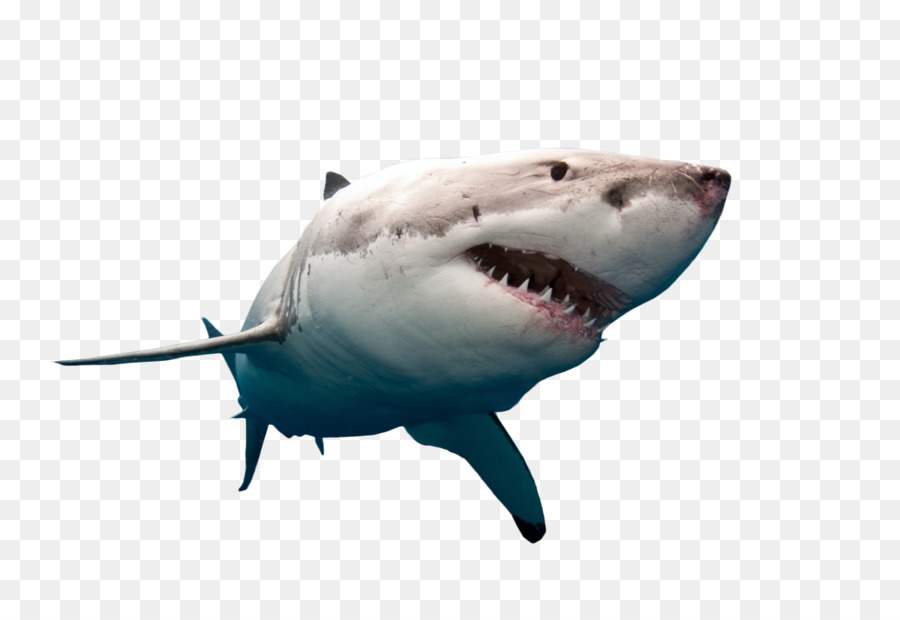Portable Network Graphics Clip art Great white shark Bull shark Desktop Wallpaper - big white shark png download - 3533*2366 - Free Transparent Great White Shark png Download.