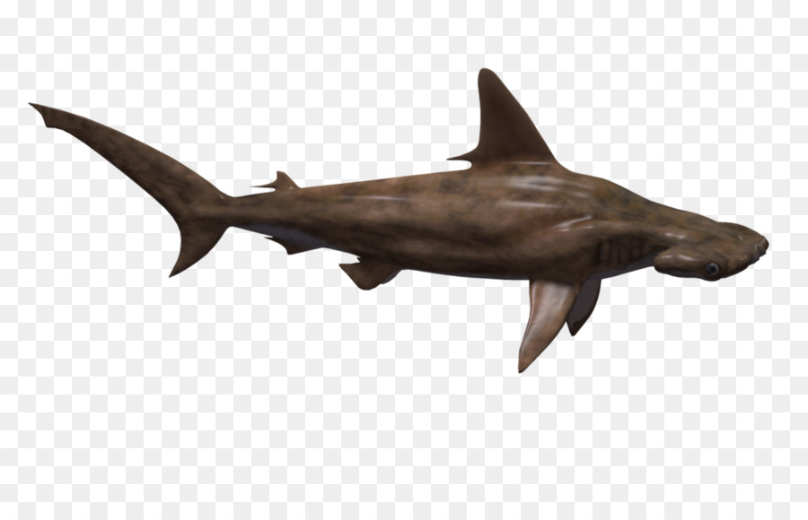 Hammerhead shark Fish - Hammerhead Shark Png png download - 1024*639 - Free Transparent Shark png Download.