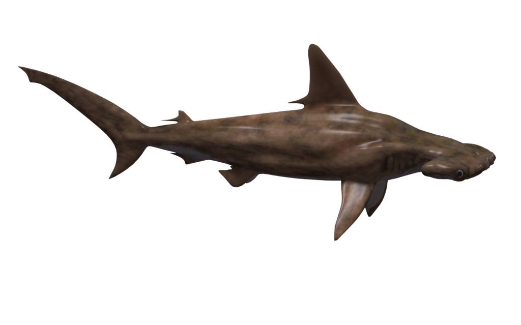 Hammerhead shark Fish - Hammerhead Shark Png png download - 1024*639 ...