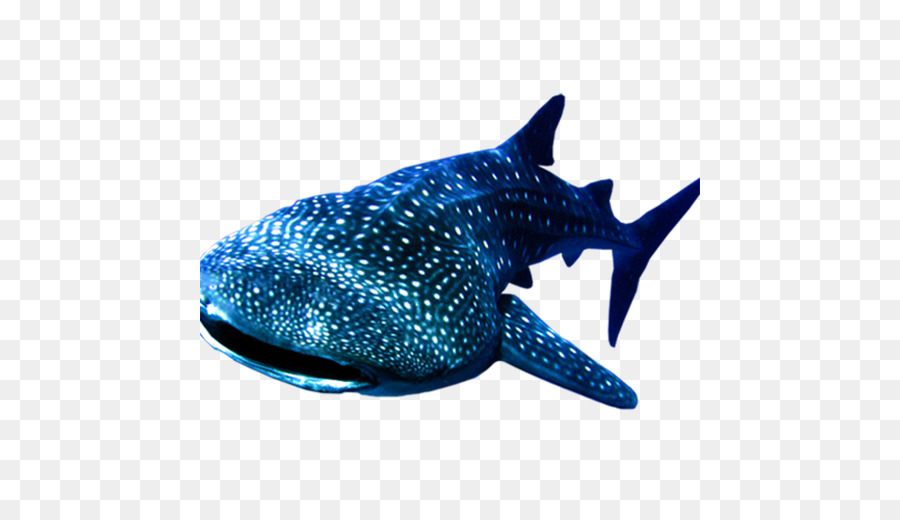 Whale shark - Marine whale shark png download - 500*504 - Free Transparent Shark png Download.