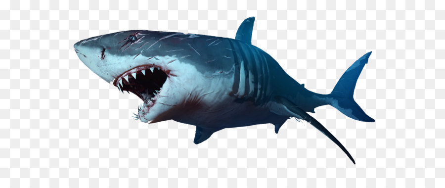 Shark Clip art - Shark PNG png download - 1920*1080 - Free Transparent Shark Jaws png Download.