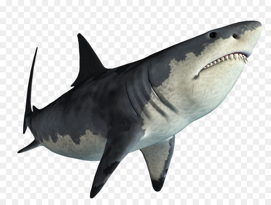 Shark Jaws Tadzio - shark png download - 2500*1875 - Free Transparent Shark png Download.