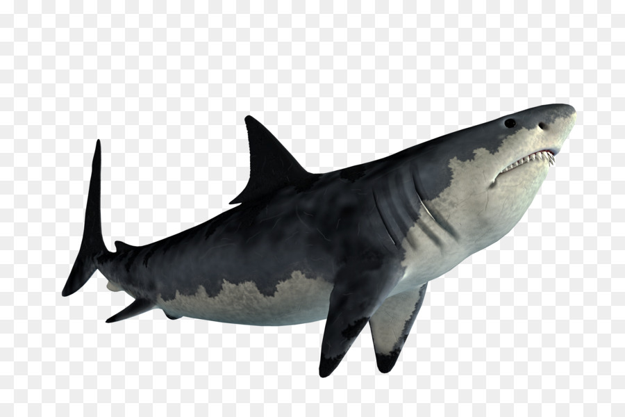 Tiger shark Great white shark Shark Jaws - shark png download - 800*600 - Free Transparent Tiger Shark png Download.