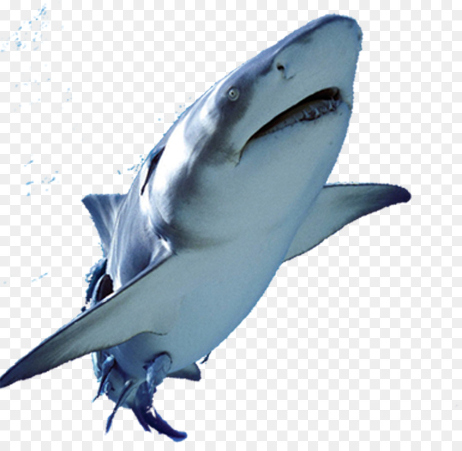Great white shark Fish - Shark swimming png download - 1682*1618 - Free Transparent Great White Shark png Download.