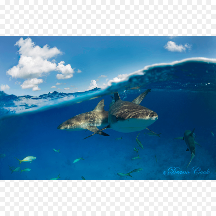 Requiem sharks Caribbean reef shark Great white shark Fin - reef shark png download - 1000*1000 - Free Transparent Shark png Download.
